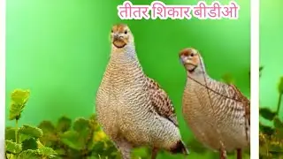 Jungle teetar video  | francolin female original sound | Desi Teetar Ki Awaaz  | partridge voice 