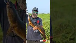 ചേറുമീന്റെ #heavy #strike 💥😳 #snakehead #snakeheadfishing #abugarcia #predator #frog 🐸 #baitcaster 🎣