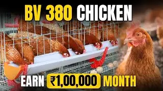 BV - 380 Chicken Farming | Poultry Farming Business | Profits, Precautions & Investment