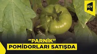 İstixanalarda yetişdirilən pomidorlar yerli və xarici bazarlara çıxarılır
