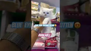 Blue eyed persian kitten available / blue eyed kitten #persiankittenforsale #persiancatseller #pets