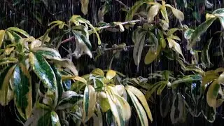 Deep Sleep with Rain and Thunder Sounds for Sleeping  Peaceful Night Storm Ambience