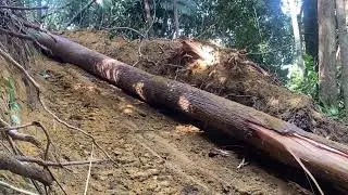 Doser kecil tarik kayu naik bukit