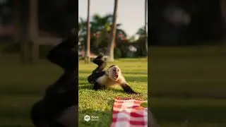 &ldquo;The Banana Heist 🍌🎭 | Spy Monkey&rsquo;s Funniest Mission Ever! 🐒🎬 #shorts