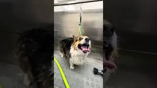 BEST deshed on a Corgi! #pets #shortvideo #shorts #short #viral