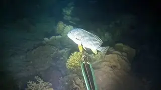 NIGHT SPEARFISHING || Hunting Fish Episode 11 With Go Pro Hero 9. Cuttlefish, Octopus, Sweetlips