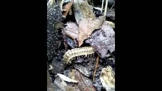P.crassicutis crassicutus, flat back millipede