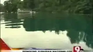 Skaneateles Lake Milfoil