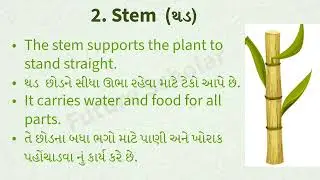 Discover the Main Parts of a Plant &ndash; Roots, Stem, Leaves & More!