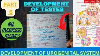 Development of Testes | Development of Urogenital System | Development of Reproductive System