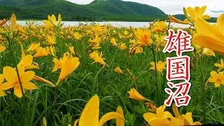 Nikko day lily of OGUNI-NUMA 雄国沼. Natural treasure.  #4K #ニッコウキスゲ