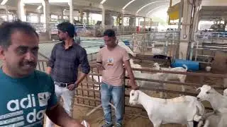 Al wokhra bakri mandi | goats market