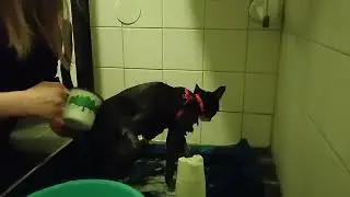 Kat 😿🐾 in bad 🛁