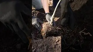 How to Plant a Citrus Tree: Easy Step-by-Step Guide #gardengingtips #gardening #citrus #planting