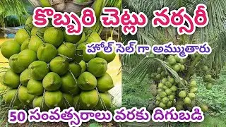 కొబ్బరి చెట్టు నర్సరీ హోల్ సెల్ గా అమ్ముతారు B. n reddy nursery biggest nursery in Telugu states