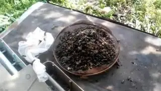 Борьба с осами на пасеке!