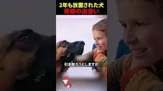 ㊗️100万回再生‼︎ 空港で&ldquo;2年間&rdquo;待ち続けた犬の物語
