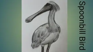 HOW TO  DRAW  SPOONBILL BIRD.(@sriteshfinearts2010 )