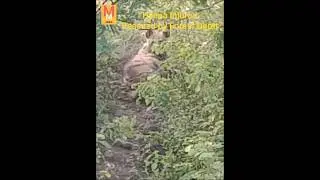 Injured Hyena Rescued by Forest Deptt