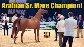 Egyptian Sr Mares Championship at Scottsdale Arabian Horse Show