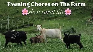 Slow Rural Life🌼 Evening chores at Finch Dale Farm
