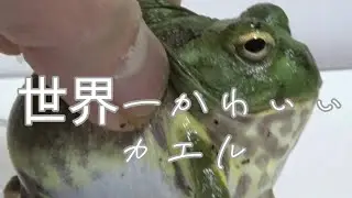 世界一肥満なカエル【チャコガエル】【Chacophrys pierotti】