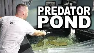 PREDATOR POND FISHING!!! | Feeding attempt