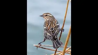 KAY EAMES:  Song Sparrow Waltz in D Flat