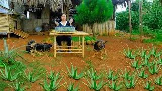 Harvesting Aloe Vera And Pandan Leaves Cooked With Rock Sugar And Sold At The Market