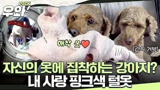 [⭐‍️#우와픽] 아 엄마 내 옷 빨지 말라고~~!!! 제이크가 핑크색 옷🩷에 집착하는 이유는?🤔 #TV동물농장 #우와한비디오 #우와비