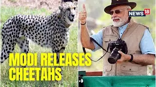 PM Modi Releases Wild Cheetahs At Kuno National Park In Madhya Pradesh | Modi Birthday |English News