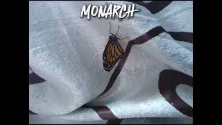 бабочка родилась!🦋🐛😘😍 #монарх #бабочка #Butterfly #Monarch