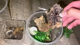 Rehousing Our Juvenile Amazon Sapphire Pink-Toe