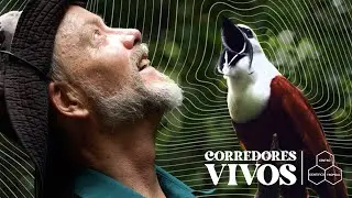 The Magnificent Bellbird's Corridor - Corredores Vivos