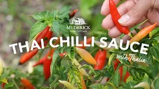 Easy Thai Chilli Sauce Recipe