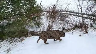 Snowy walk around the pond