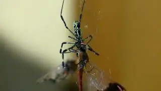 Golden Silk Orb-weaver Preys on Japanese Banded Darter Dragonfly