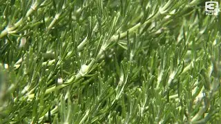 Sacramento's landscape demonstration garden offers water-wise inspiration for homeowners