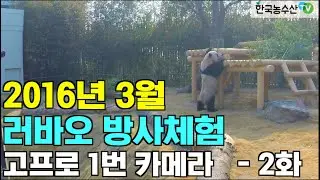 [PandaTV] Panda Lebao exploring the Everland enclosure in March 2016, 판다 러바오 2016년 3월 에버랜드 방사장 체험