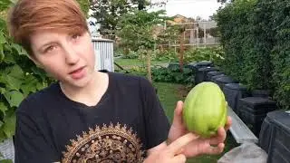 Everything about CHOKOS - How to grow, how to cook and much more! (at Curly Community Garden)
