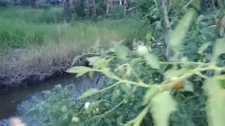 Memantau buah tomat