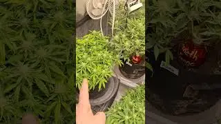 Northern Lights, Blue Dream, Runtz, Gorilla Cookies cannabis,  HLG 600 R Spec , 4x4 spider farmer