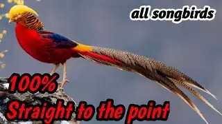 Ultimate Songbird Mastering Audio | High Quality Bird Sounds