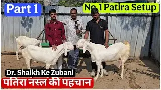 Dr. Shaikh Patira Goat farm ne bataya ओरिजिनल पतिरा नस्ल की पहचान | Informative Video