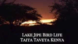 Bird Life - Lake Jipe Taita Taveta Kenya