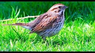 Spring Birding