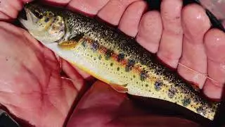 The Carmel River Watershed: Species Adaptations & Life Cycles