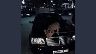 pashanim x gang gang