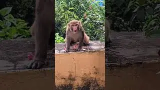 Monkey fun #uttrakhand #nature #kinematics #love #monkey #mountains