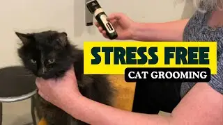 The Pet Groomer's Guide to STRESS FREE Cat Grooming at Home!